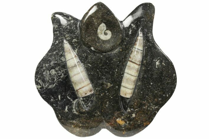 Fossil Goniatite & Orthoceras Sculpture - Morocco #111027